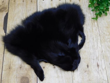 BLACK COYOTE FACE PELT TAXIDERMY