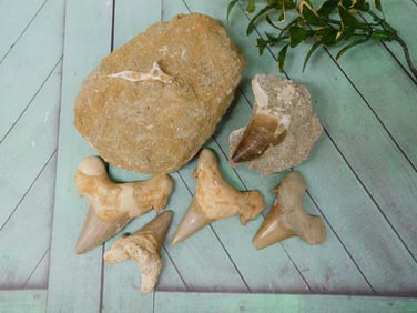 MIXED FOSSIL LOT ROCK STONE LAPIDARY SPECIMEN