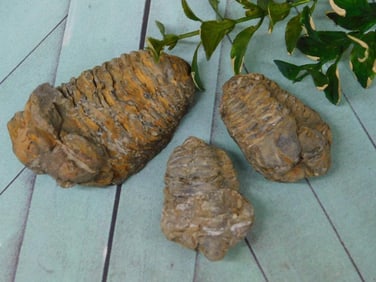 TRILOBITE ROCK STONE LAPIDARY SPECIMEN