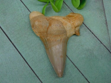 SHARK TOOTH ROCK STONE LAPIDARY SPECIMEN