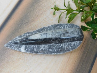 ORTHOCERAS ROCK STONE LAPIDARY SPECIMEN