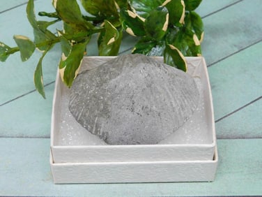 BRACHIOPOD ROCK STONE LAPIDARY SPECIMEN