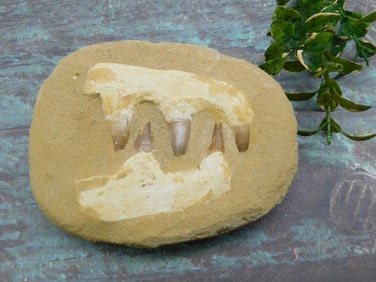 MOSASAUR TEETH IN DISPLAY ROCK STONE LAPIDARY SPECIMEN
