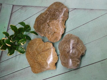 PETOSKEY FOSSILIZED CORAL ROCK STONE LAPIDARY SPECIMEN