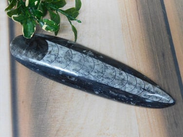 ORTHOCERAS ROCK STONE LAPIDARY SPECIMEN