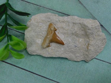 SHARK TOOTH IN MATRIX ROCK STONE LAPIDARY SPECIMEN