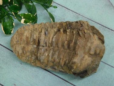 TRILOBITE ROCK STONE LAPIDARY SPECIMEN