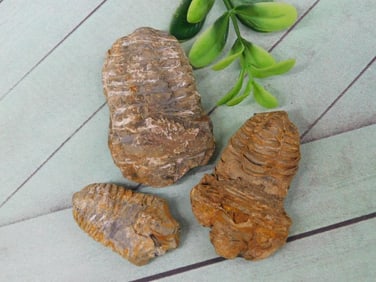 TRILOBITE ROCK STONE LAPIDARY SPECIMEN