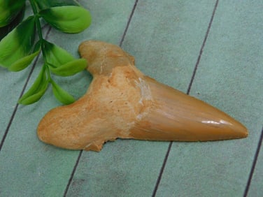 SHARK TOOTH ROCK STONE LAPIDARY SPECIMEN