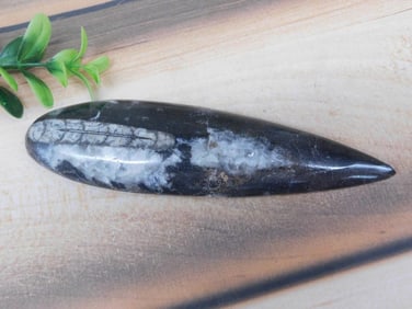 ORTHOCERAS ROCK STONE LAPIDARY SPECIMEN