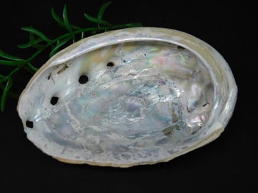 ABALONE SHELL