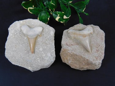 SHARK TEETH ROCK STONE LAPIDARY SPECIMEN