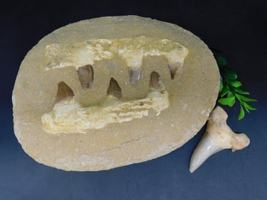 MIXED FOSSIL LOT ROCK STONE LAPIDARY SPECIMEN