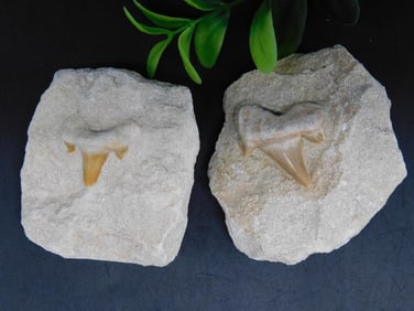 SHARK TEETH ROCK STONE LAPIDARY SPECIMEN