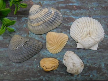 SEA SHELLS