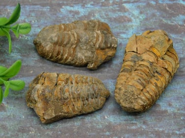 TRILOBITE ROCK STONE LAPIDARY SPECIMEN