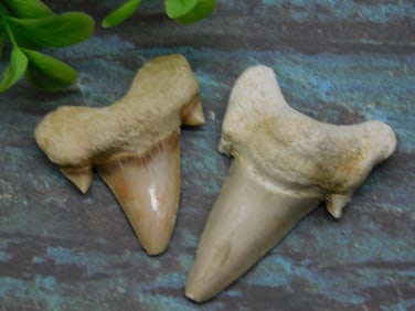 SHARK TEETH ROCK STONE LAPIDARY SPECIMEN