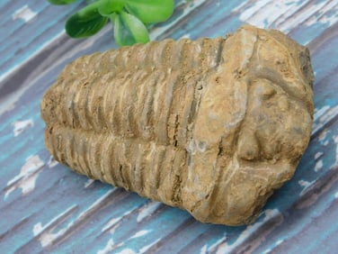 TRILOBITE ROCK STONE LAPIDARY SPECIMEN
