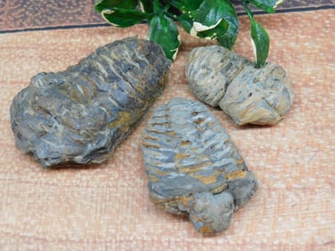 TRILOBITE ROCK STONE LAPIDARY SPECIMEN
