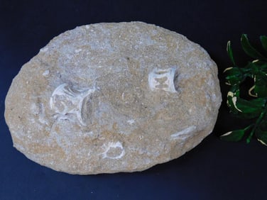 ENCHODUS FOSSIL ROCK STONE LAPIDARY SPECIMEN