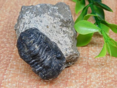 TRILOBITE ROCK STONE LAPIDARY SPECIMEN