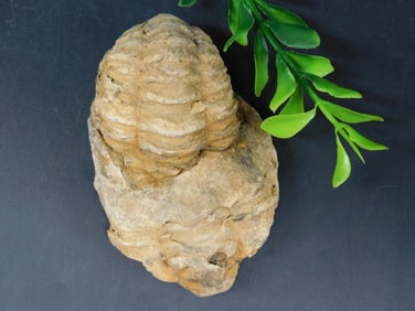 TRILOBITE ROCK STONE LAPIDARY SPECIMEN