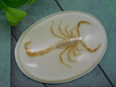 SCORPION CABOCHON ROCK STONE LAPIDARY SPECIMEN