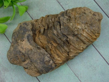 TRILOBITE ROCK STONE LAPIDARY SPECIMEN