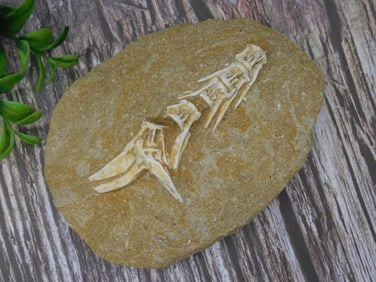 Fossilized Fish Vertebrae on Sandstone Display