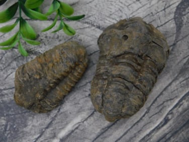 Two Fossilized Trilobites
