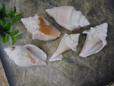 Five Assorted Sea Shells
