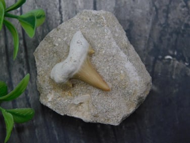 Fossil Shark Tooth in Matrix for Collectors