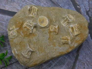Fossils in Matrix Display Rock Stone Lapidary Specimen