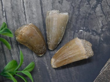 Three Fossilized Shark Teeth