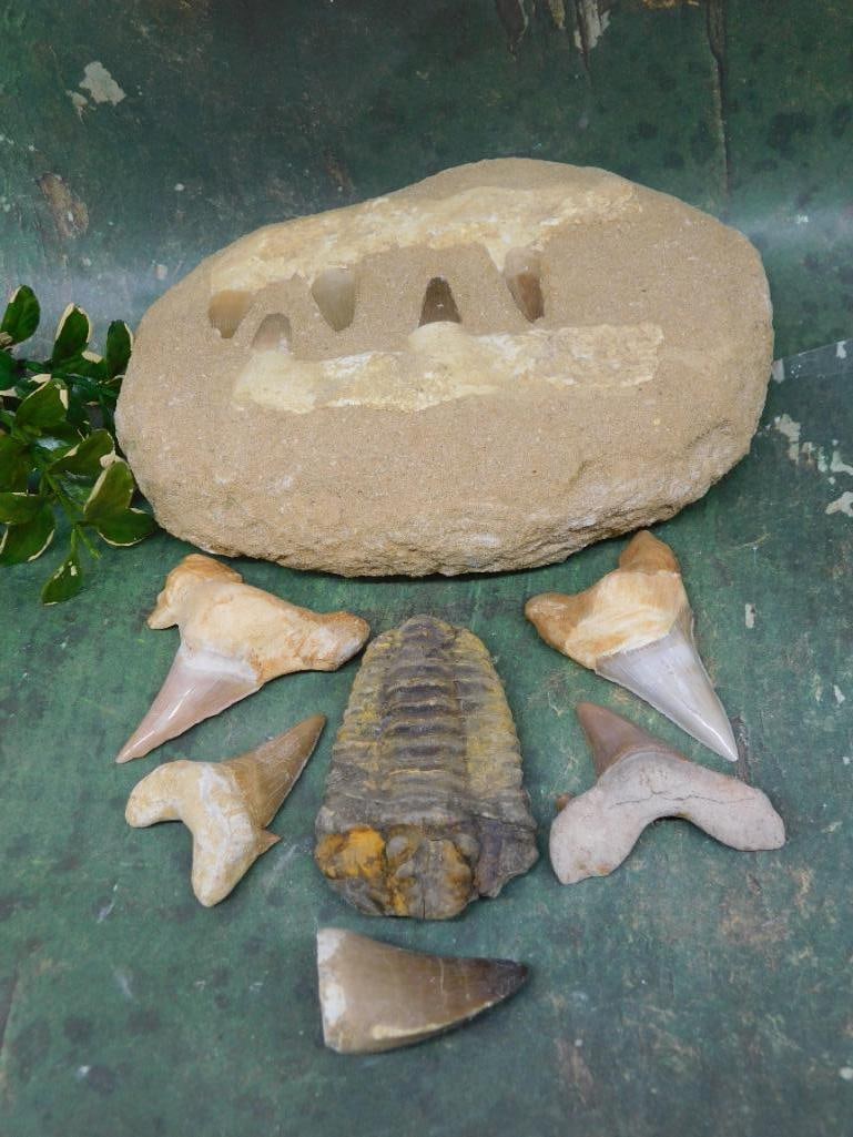 MIXED FOSSIL LOT ROCK STONE LAPIDARY SPECIMEN: MIXED FOSSIL LOT ROCK STONE LAPIDARY SPECIMEN