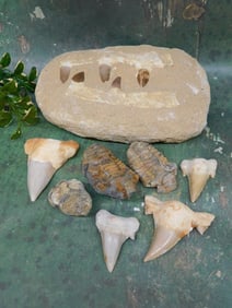 MIXED FOSSIL LOT ROCK STONE LAPIDARY SPECIMEN