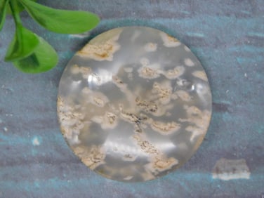 PETRIFIED PALM WOOD CABOCHON ROCK STONE LAPIDARY SPECIMEN