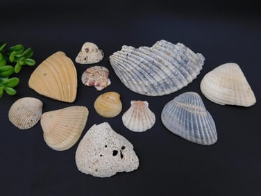 SEA SHELLS