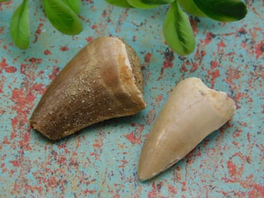 DINOSAUR TEETH ROCK STONE LAPIDARY SPECIMEN
