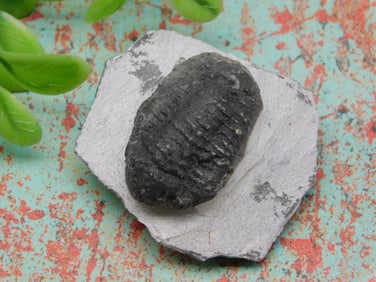TRILOBITE ROCK STONE LAPIDARY SPECIMEN