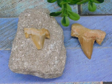SHARK TEETH ROCK STONE LAPIDARY SPECIMEN