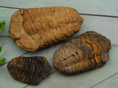 TRILOBITES ROCK STONE LAPIDARY SPECIMEN