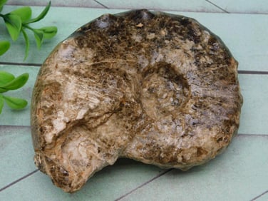 KNOBBY AMMONITE FOSSIL ROCK STONE LAPIDARY SPECIMEN