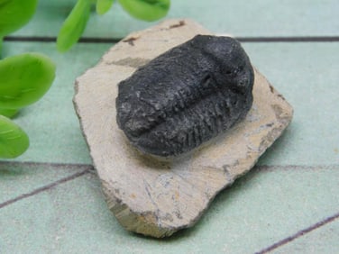 TRILOBITE ROCK STONE LAPIDARY SPECIMEN