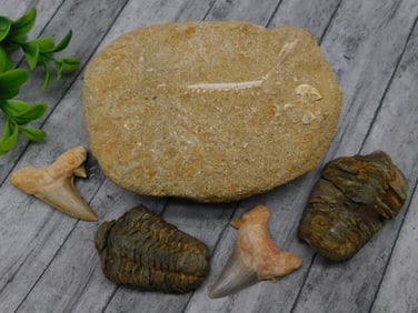 MIXED FOSSIL ROCK STONE LAPIDARY SPECIMEN