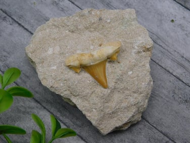 SHARK TOOTH IN MATRIX ROCK STONE LAPIDARY SPECIMEN