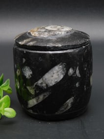 ORTHOCERAS TRINKET BOX ROCK STONE LAPIDARY SPECIMEN