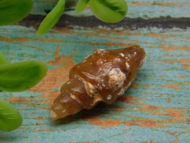 FOSSILZED GASTROPOD ROCK STONE LAPIDARY SPECIMEN