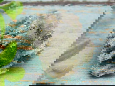 PREHNITE ROCK STONE LAPIDARY SPECIMEN