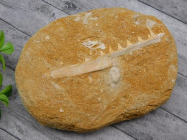 FOSSIL IN MATRIX ROCK STONE LAPIDARY SPECIMEN